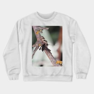 Zebra Jumper spider with prey (caddisfly) Crewneck Sweatshirt